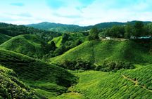Cameron Highlands Tour from Kuala Lumpur