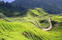 Cameron Highlands Tour from Kuala Lumpur