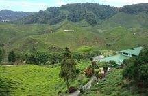 Cameron Highlands: Nature's Wonder Amazing Rafflesia Explorer