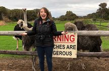 Private Day Tour to Cape Point , Penguins, Wine or Beer Tasting