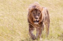 3 Days Maasai mara Private safari