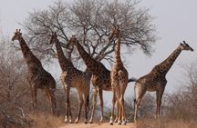Full Day Safari in the Kruger National Park from Hazyview