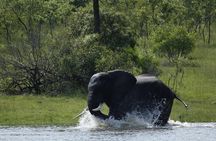 Morning Safari in Kruger National Park from Hazyview (AM KNP)