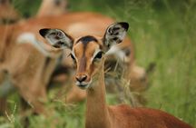 Morning Safari in Kruger National Park from Hazyview (AM KNP)