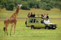 4-Day Tanzania Camping Safari to Lake Manyara, Serengeti, and Ngorongoro Crater