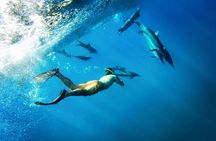 Coral Gardens Coastal Snorkel & Sail