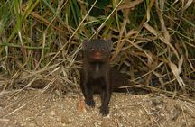 Morning Safari in Kruger National Park from Hazyview (AM KNP)