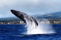 Whale Watching Cruise with Open Bar from Ka'anapali Beach