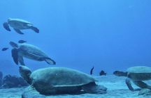 2.5 Hour Xpress Snorkel from Ka’anapali Beach