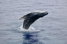 Whale Watching from Lahaina Harbor
