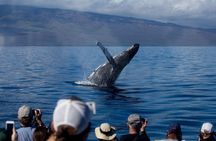 Whale Watching from Lahaina Harbor
