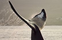 Whale Watching from Lahaina Harbor