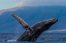 Deluxe Whale Watching Sail on Maui