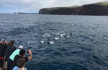 Lanai Snorkel and Dolphin Watch from Maalaea