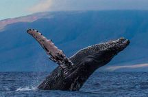 Whalewatch Sail from Lahaina