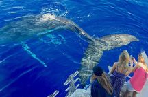 Maui Whale Watch & Snorkel from Ma'alaea Harbor Pride of Maui 