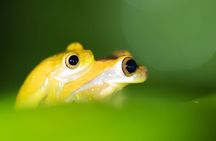 La Fortuna Frogs and Reptiles Wildlife Night Tour 2hrs