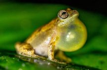 La Fortuna Frogs and Reptiles Wildlife Night Tour 2hrs