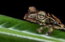 La Fortuna Frogs and Reptiles Wildlife Night Tour 2hrs