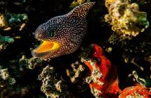 Introduction diving at Coral Reef with Instructor - 40 minutes