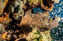Introduction diving at Coral Reef with Instructor - 40 minutes