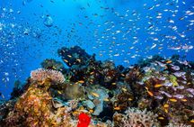 Introduction diving at Coral Reef with Instructor - 40 minutes