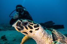 Introduction diving at Coral Reef with Instructor - 40 minutes