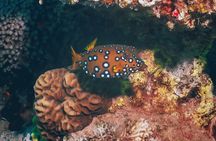 PADI Discover Scuba Diving Course
