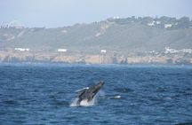 San Diego Whale Watching Cruise 