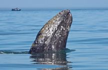 San Diego Whale Watching Cruise 
