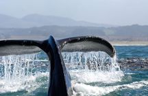 San Diego Whale Watching Cruise 