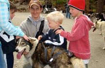 Sled Dog Discovery in Juneau
