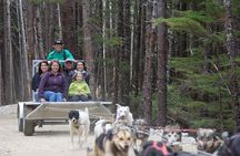 Sled Dog Adventure in Skagway