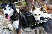 Sled Dog Adventure in Skagway