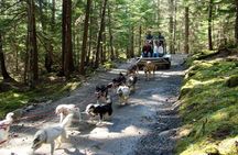 Sled Dog Adventure in Skagway