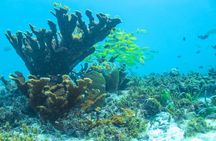 Snorkeling in Isla Mujeres, Luxury Sailing- PRIVILEGE