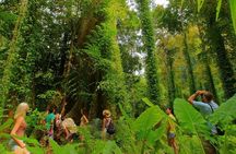Half-Day Jungle Tour Including Crystal Pool and Krabi Hot Springs