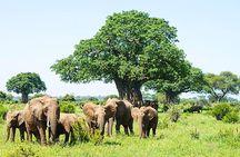 6 Day Group Camping Safari Tarangire Serengeti Ngorongoro Manyara