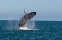 Whale Watching From Colombo