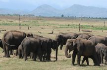 Day tour to Udawalawe from Colombo