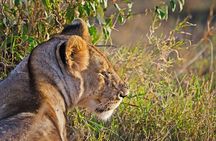 5 Days Best Of Kenya Safari