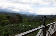 Full Day Sabah Tea Plantation & WWII Memorial