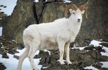 Turnagain Arm Tour