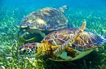 Sea turtle and cenotes half day Snorkeling Tour from Riviera Maya