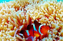 Bintan Snorkeling Tour