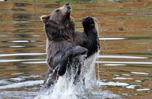 Sitka Sightseeing Tour including Fortress of the Bear and Totem Poles