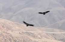 Condor Tour from Cusco - 1 Day