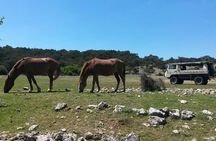 Feel and Taste island Brac with local experts - island adventure to remember