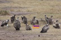 3 Days Masai Mara Safari