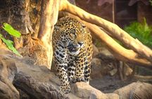 Skip the Line: Diamante Eco Adventure Park: Animal Sanctuary Discovery Ticket